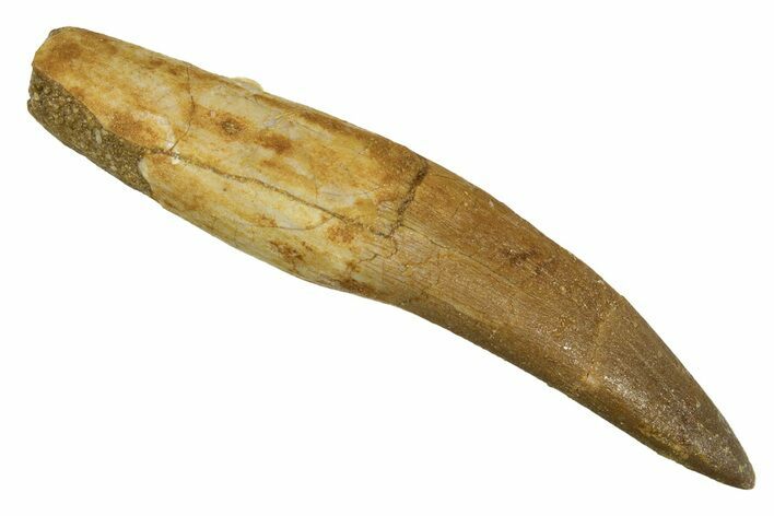 Fossil Plesiosaur (Zarafasaura) Tooth With Root #344875